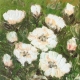 Bele ruže - 25x25